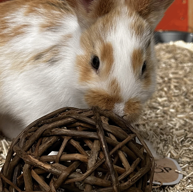 Zolux E'hop rattan ball