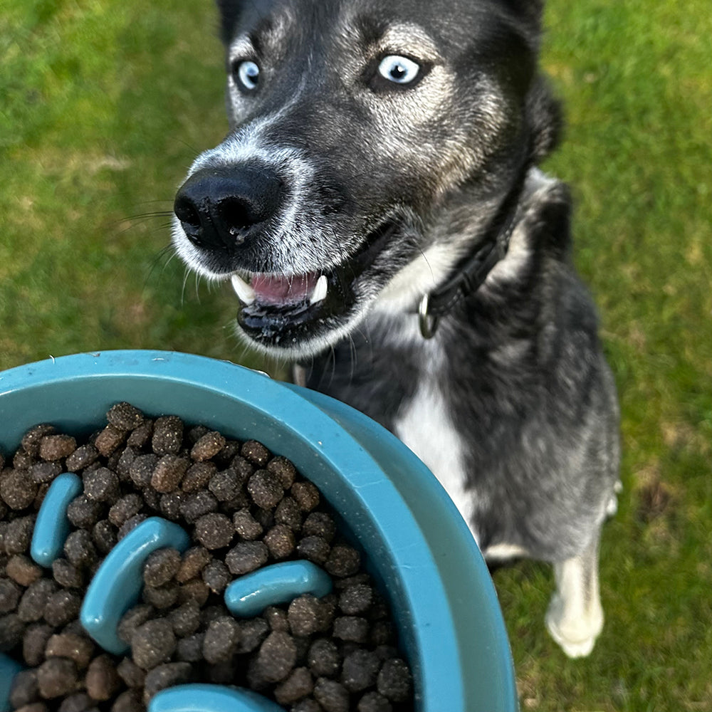 Zolux Slow Feeder, ahmimisenestokuppi