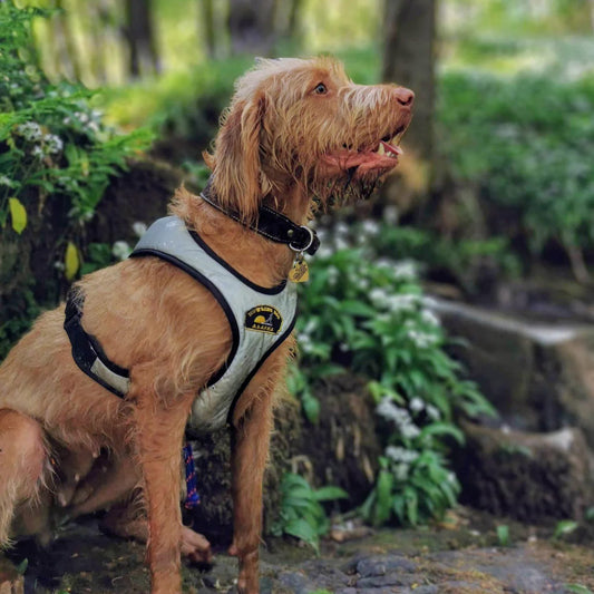HDA Flash harness, HEIJASTAVA