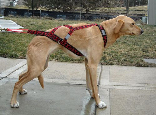 HDA Hyprid Light weight harness