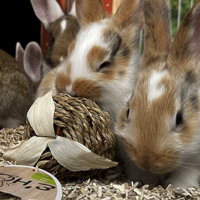 Zolux E'hop meriruohopallo