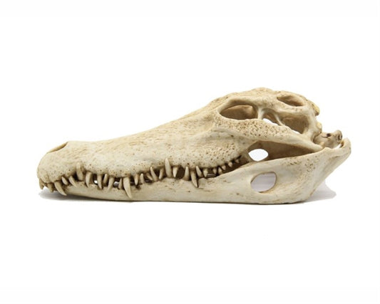 Blue Belle Crocodile Skull