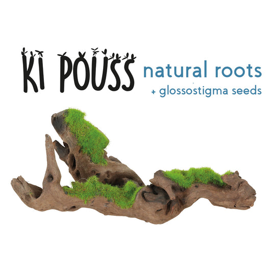 Zolux KiPouss Malaysia Root