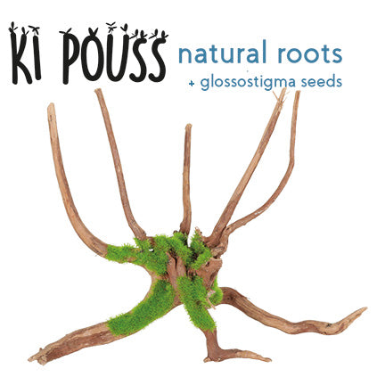 Zolux KiPouss Spider Root