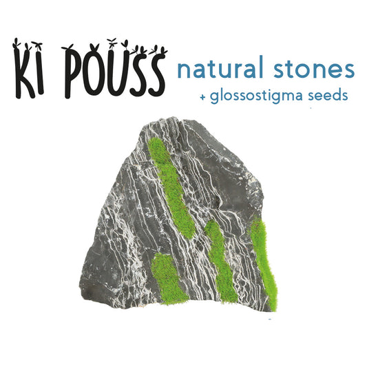 Zolux KiPouss Two-colored Stone M