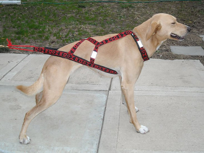 HDA Hound harness