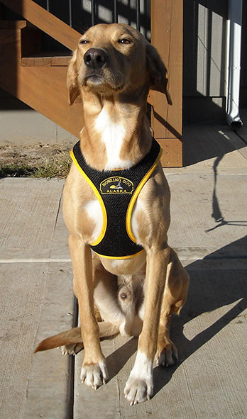 HDA Second Skin harness