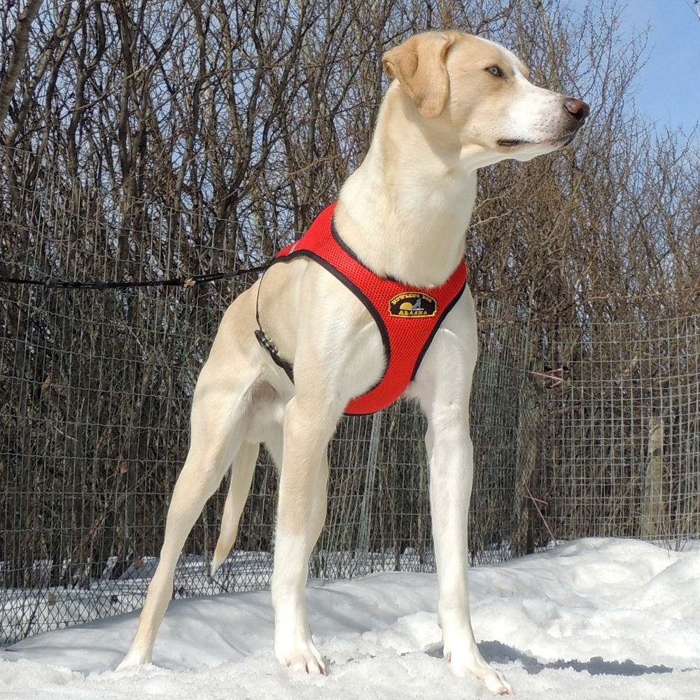 HDA Second Skin harness