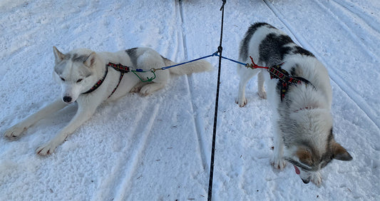 HDA Distance harness